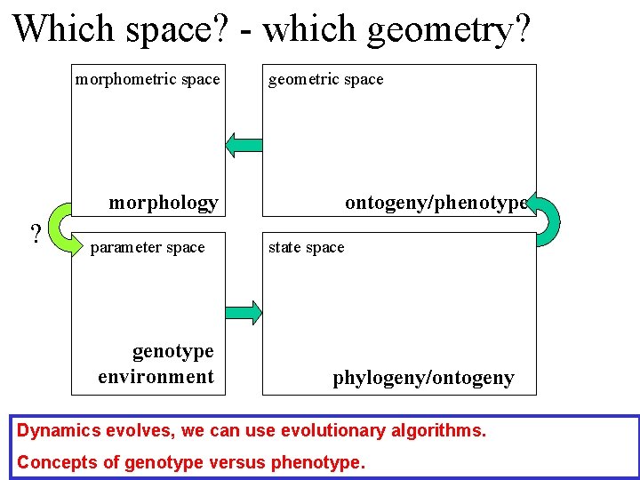 Which space? - which geometry? morphometric space morphology ? parameter space genotype environment geometric