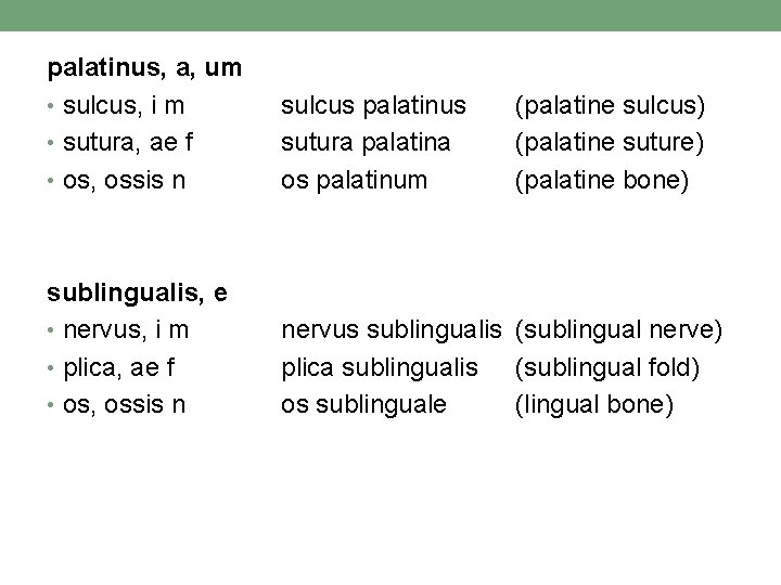 palatinus, a, um • sulcus, i m • sutura, ae f • os, ossis palatinus, a, um • sulcus, i m • sutura, ae f • os, ossis