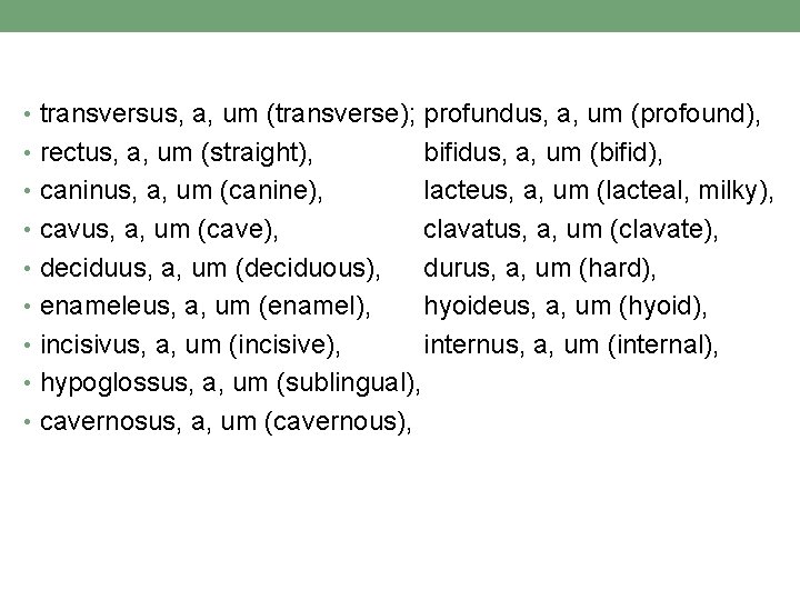 • transversus, a, um (transverse); profundus, a, um (profound), • rectus, a, um • transversus, a, um (transverse); profundus, a, um (profound), • rectus, a, um