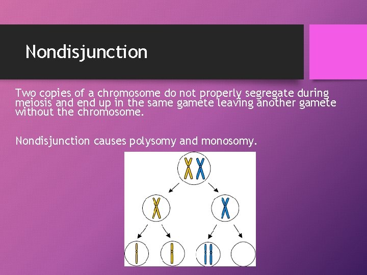 Nondisjunction Two copies of a chromosome do not properly segregate during meiosis and end