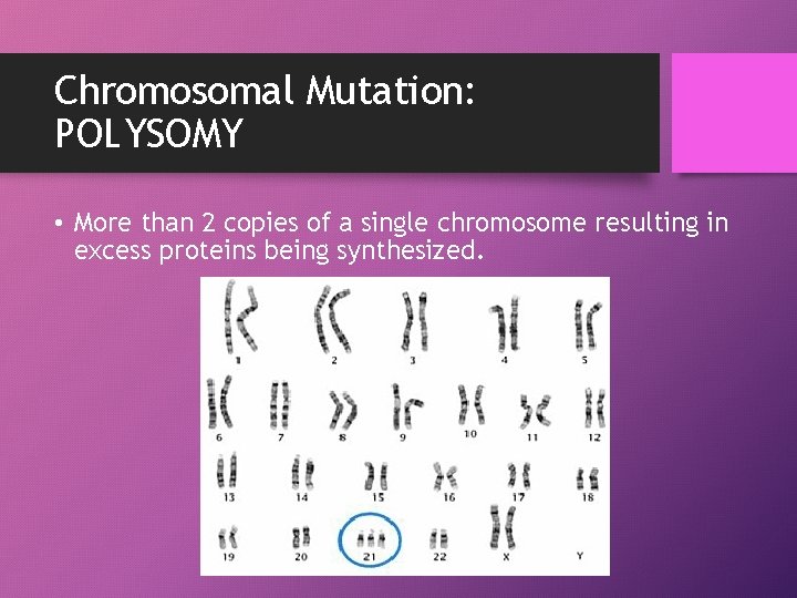 Chromosomal Mutation: POLYSOMY • More than 2 copies of a single chromosome resulting in