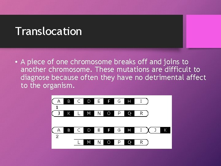 Translocation • A piece of one chromosome breaks off and joins to another chromosome.