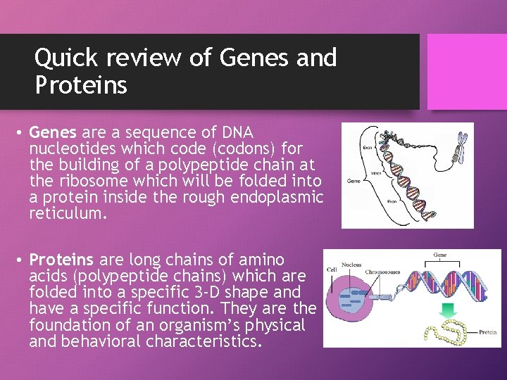 Quick review of Genes and Proteins • Genes are a sequence of DNA nucleotides