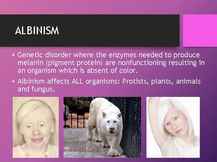 ALBINISM • Genetic disorder where the enzymes needed to produce melanin (pigment protein) are