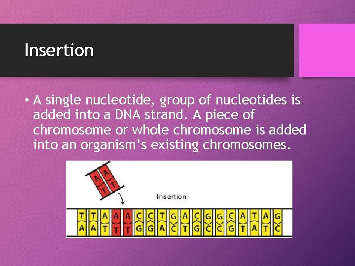 Insertion • A single nucleotide, group of nucleotides is added into a DNA strand.