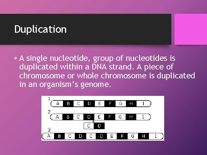 Duplication • A single nucleotide, group of nucleotides is duplicated within a DNA strand.
