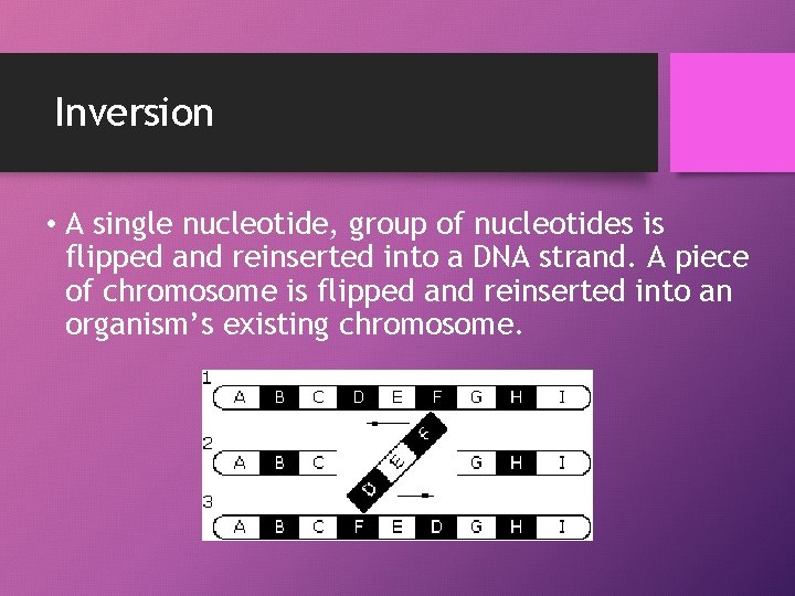 Inversion • A single nucleotide, group of nucleotides is flipped and reinserted into a