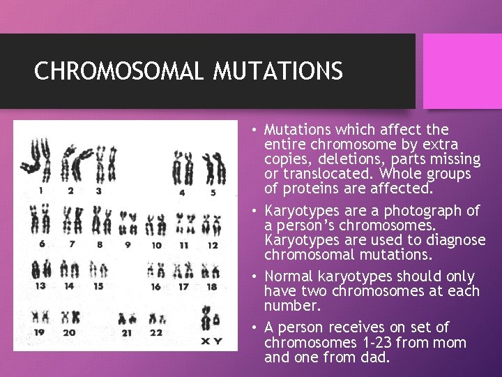 CHROMOSOMAL MUTATIONS • Mutations which affect the entire chromosome by extra copies, deletions, parts