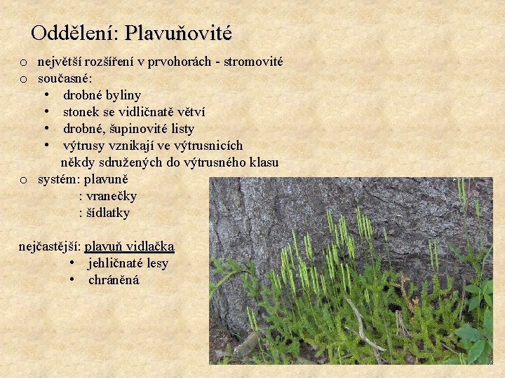 Oddělení: Plavuňovité o největší rozšíření v prvohorách - stromovité o současné: • drobné byliny