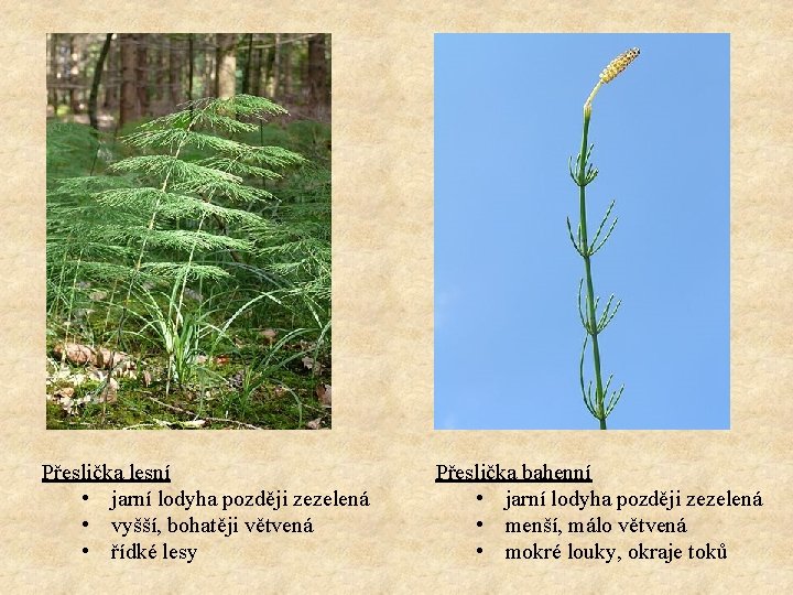 Přeslička lesní • jarní lodyha později zezelená • vyšší, bohatěji větvená • řídké lesy