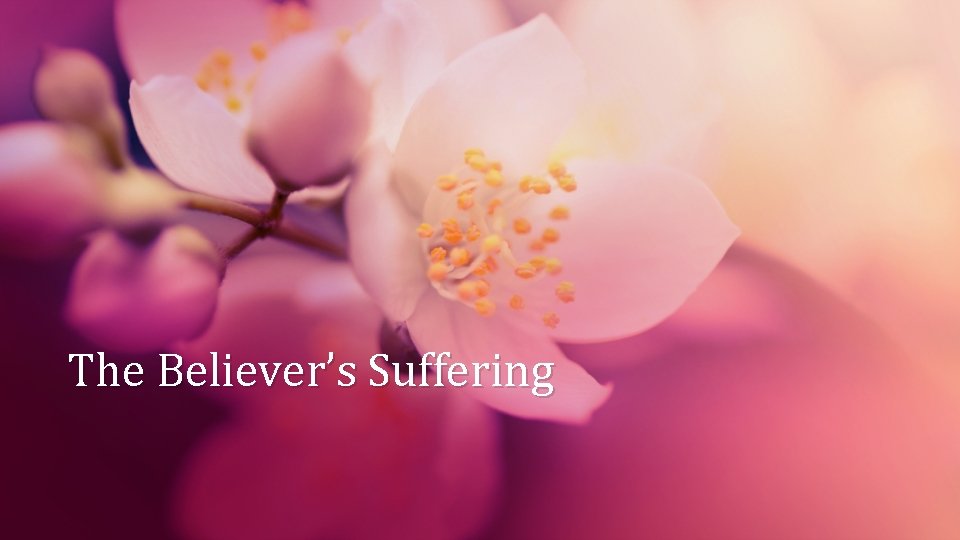 The Believer’s Suffering 
