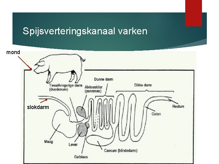 Spijsverteringskanaal varken mond slokdarm 