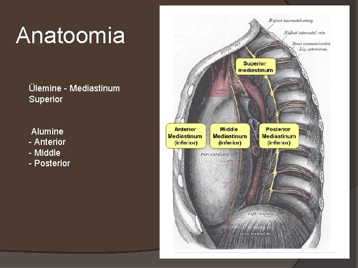 Anatoomia Ülemine - Mediastinum Superior Alumine - Anterior - Middle - Posterior 