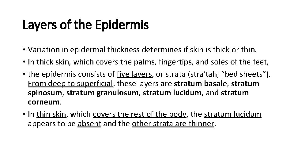 Layers of the Epidermis • Variation in epidermal thickness determines if skin is thick