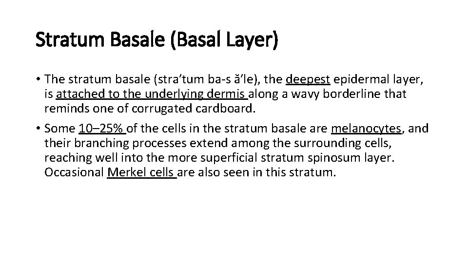 Stratum Basale (Basal Layer) • The stratum basale (stra′tum ba-s ă′le), the deepest epidermal