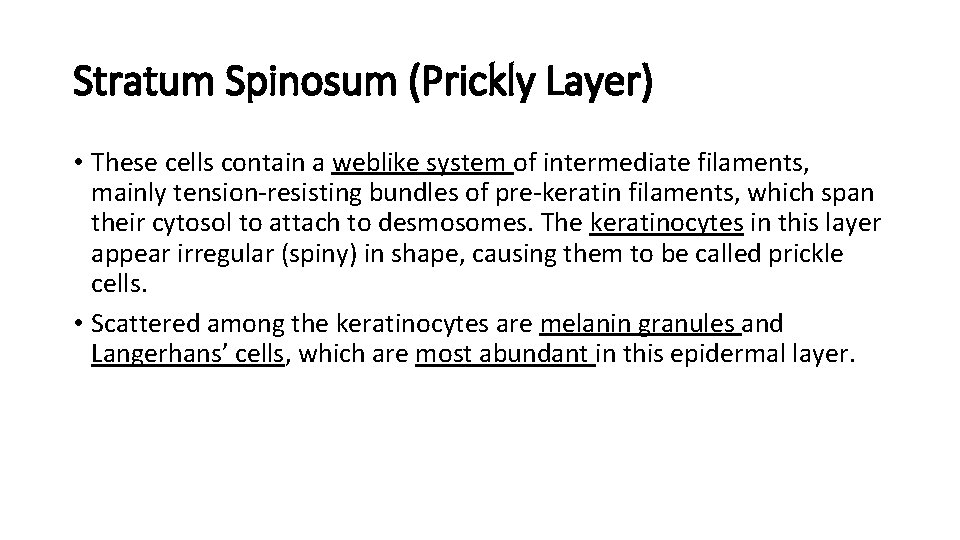 Stratum Spinosum (Prickly Layer) • These cells contain a weblike system of intermediate filaments,