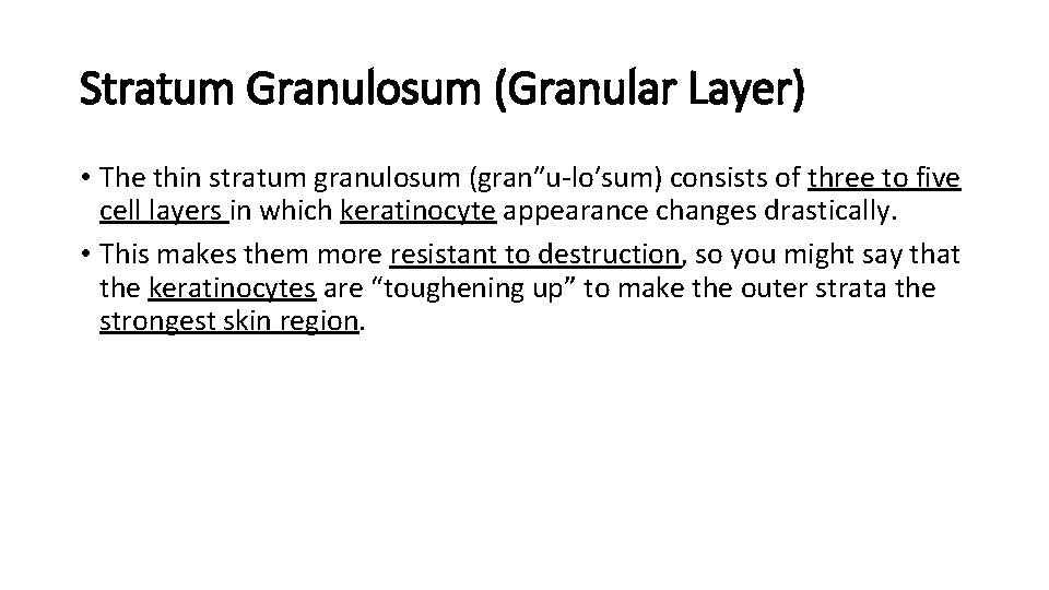 Stratum Granulosum (Granular Layer) • The thin stratum granulosum (gran″u-lo′sum) consists of three to