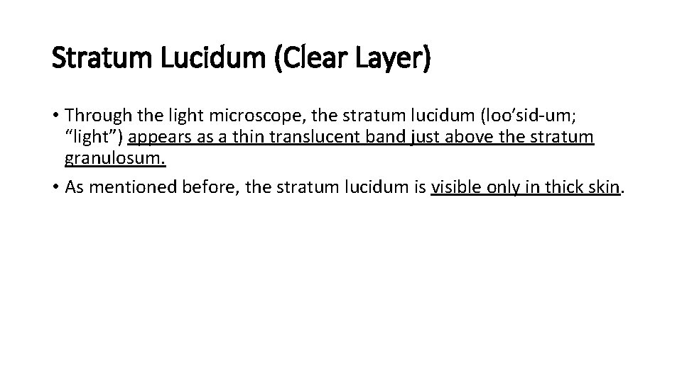 Stratum Lucidum (Clear Layer) • Through the light microscope, the stratum lucidum (loo′sid-um; “light”)