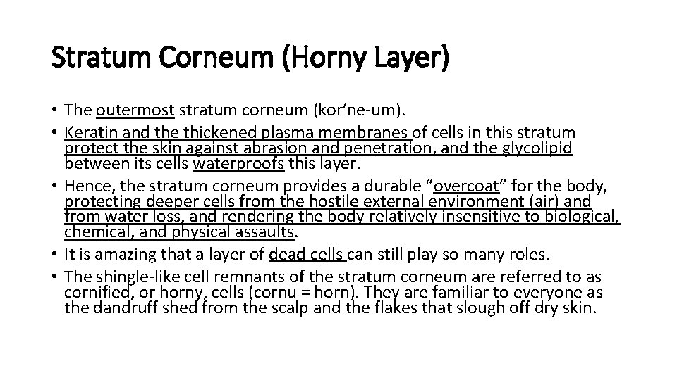 Stratum Corneum (Horny Layer) • The outermost stratum corneum (kor′ne-um). • Keratin and the