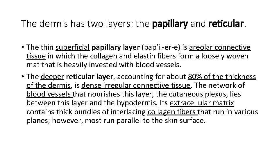 The dermis has two layers: the papillary and reticular. • The thin superficial papillary