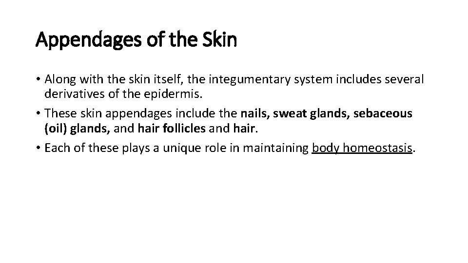 Appendages of the Skin • Along with the skin itself, the integumentary system includes