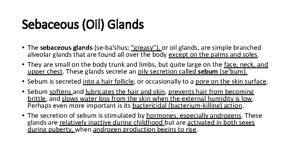 Sebaceous (Oil) Glands • The sebaceous glands (se-ba′shus; “greasy”), or oil glands, are simple
