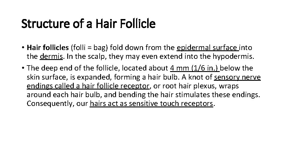 Structure of a Hair Follicle • Hair follicles (folli = bag) fold down from
