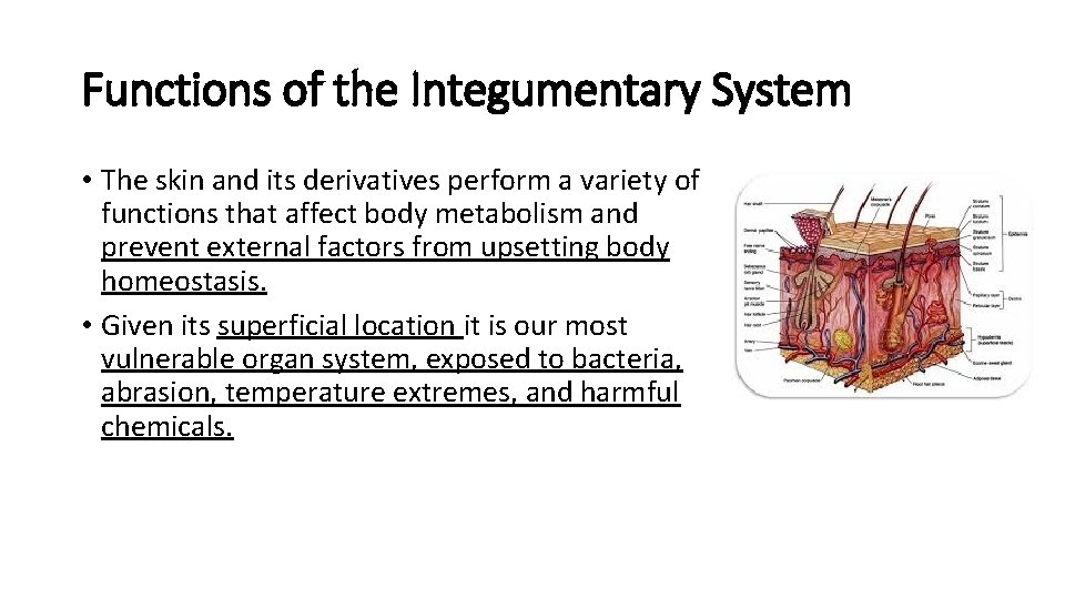 Functions of the Integumentary System • The skin and its derivatives perform a variety