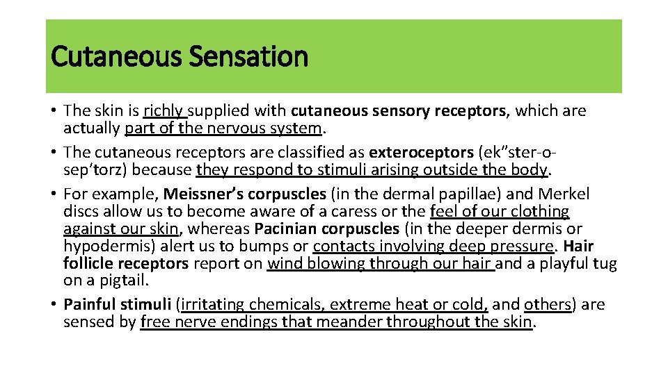 Cutaneous Sensation • The skin is richly supplied with cutaneous sensory receptors, which are