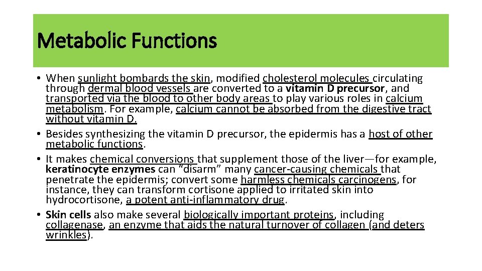 Metabolic Functions • When sunlight bombards the skin, modified cholesterol molecules circulating through dermal