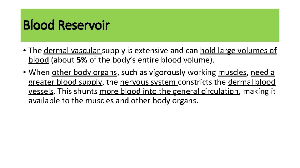 Blood Reservoir • The dermal vascular supply is extensive and can hold large volumes