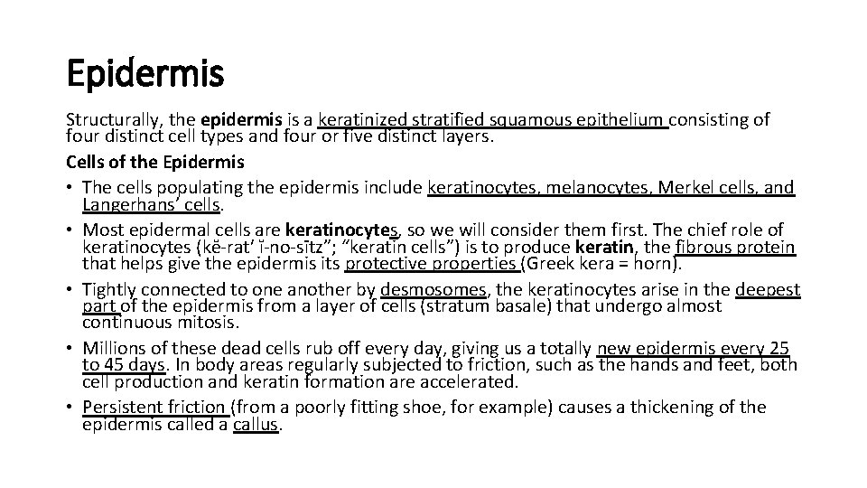 Epidermis Structurally, the epidermis is a keratinized stratified squamous epithelium consisting of four distinct