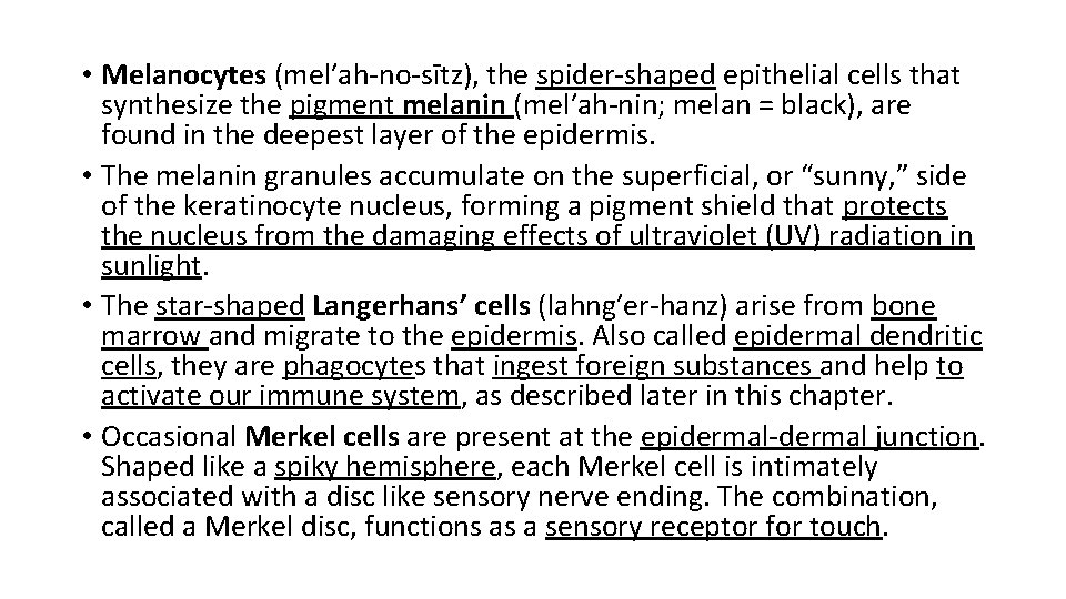  • Melanocytes (mel′ah-no-sītz), the spider-shaped epithelial cells that synthesize the pigment melanin (mel′ah-nin;