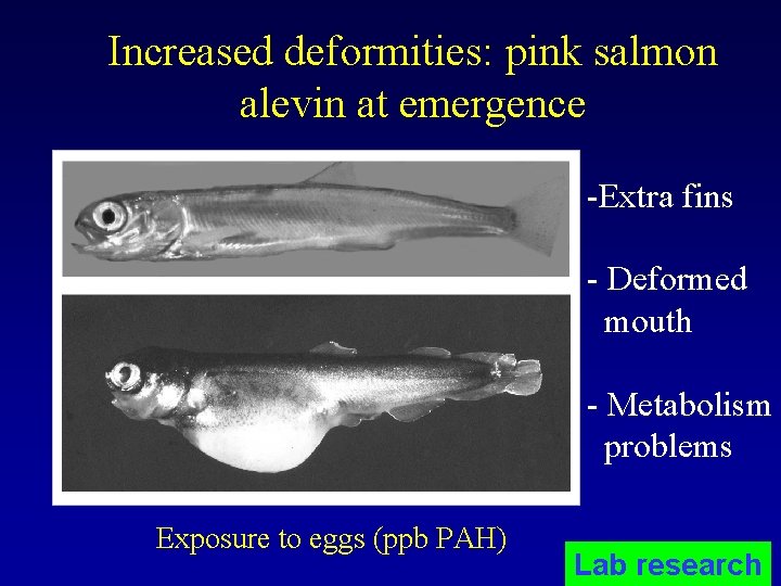 Increased deformities: pink salmon alevin at emergence -Extra fins - Deformed mouth - Metabolism