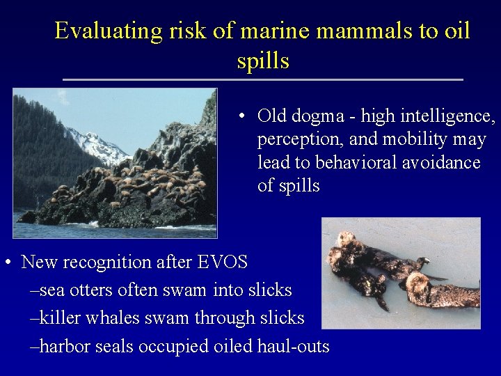 Evaluating risk of marine mammals to oil spills • Old dogma - high intelligence,