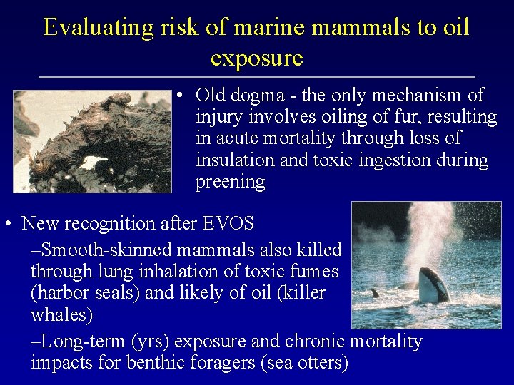Evaluating risk of marine mammals to oil exposure • Old dogma - the only