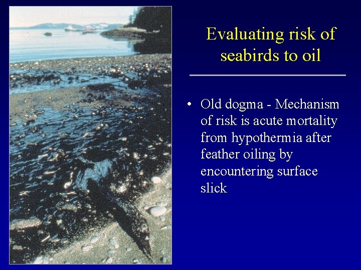 Evaluating risk of seabirds to oil • Old dogma - Mechanism of risk is