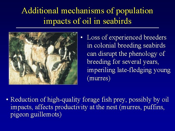 Additional mechanisms of population impacts of oil in seabirds • Loss of experienced breeders