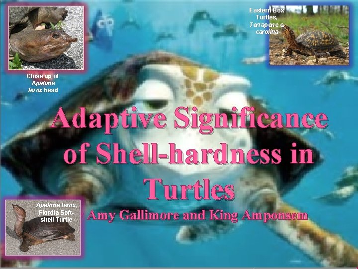 Eastern Box Turtles, Terrapene c. carolina Close up of Apalone ferox head Adaptive Significance