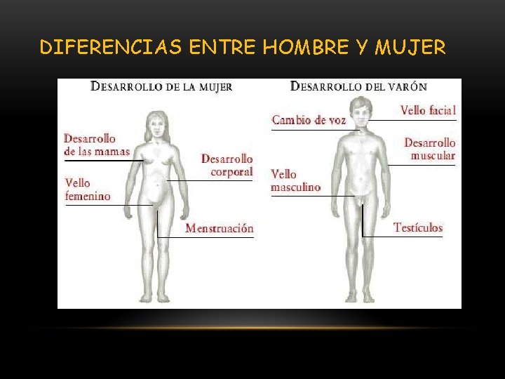 DIFERENCIAS ENTRE HOMBRE Y MUJER 