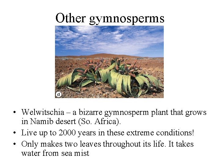 Other gymnosperms • Welwitschia – a bizarre gymnosperm plant that grows in Namib desert Other gymnosperms • Welwitschia – a bizarre gymnosperm plant that grows in Namib desert