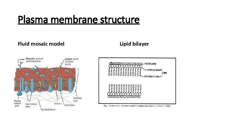 Plasma membrane structure Fluid mosaic model Lipid bilayer 