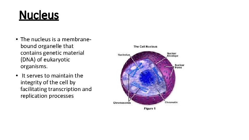 Nucleus • The nucleus is a membranebound organelle that contains genetic material (DNA) of Nucleus • The nucleus is a membranebound organelle that contains genetic material (DNA) of