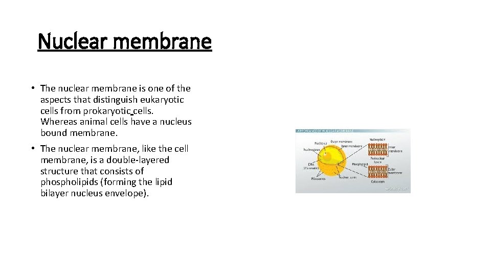 Nuclear membrane • The nuclear membrane is one of the aspects that distinguish eukaryotic