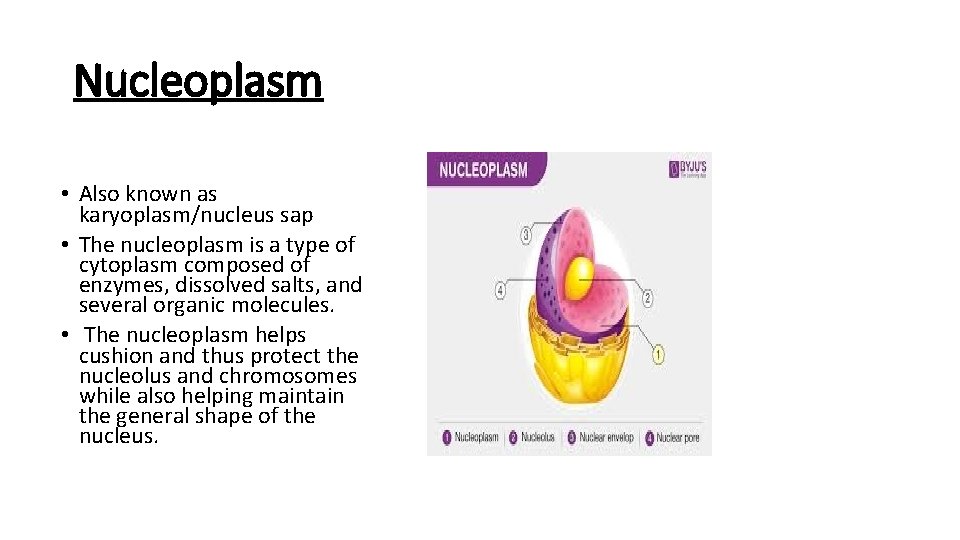 Nucleoplasm • Also known as karyoplasm/nucleus sap • The nucleoplasm is a type of