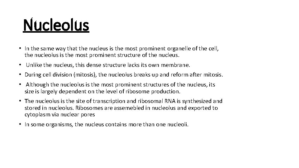 Nucleolus • In the same way that the nucleus is the most prominent organelle