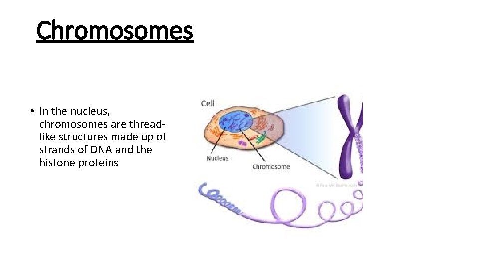 Chromosomes • In the nucleus, chromosomes are threadlike structures made up of strands of