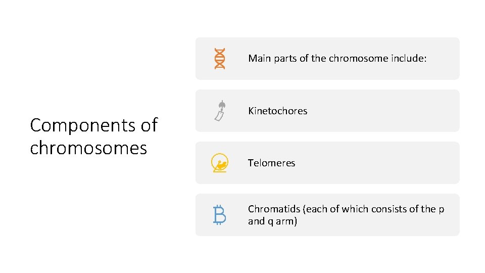 Main parts of the chromosome include: Components of chromosomes Kinetochores Telomeres Chromatids (each of