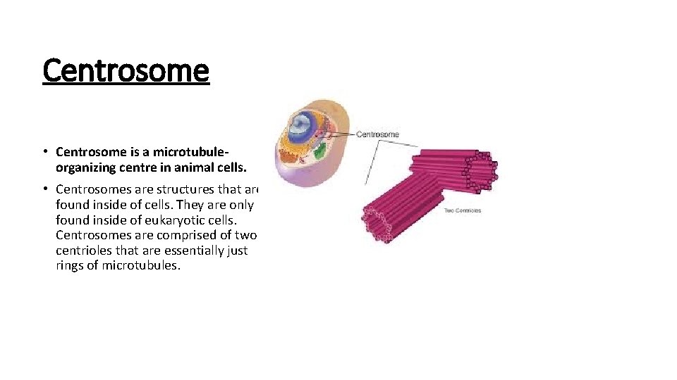 Centrosome • Centrosome is a microtubuleorganizing centre in animal cells. • Centrosomes are structures Centrosome • Centrosome is a microtubuleorganizing centre in animal cells. • Centrosomes are structures