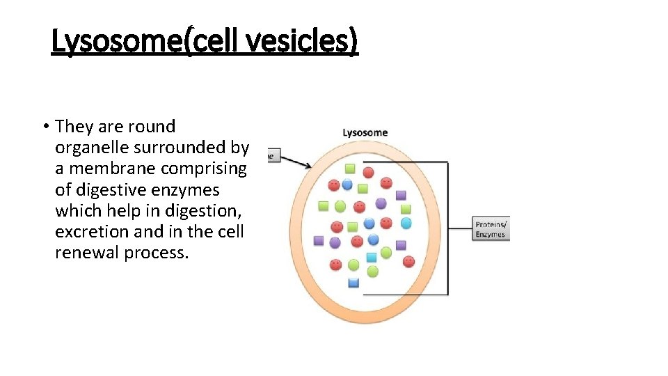 Lysosome(cell vesicles) • They are round organelle surrounded by a membrane comprising of digestive Lysosome(cell vesicles) • They are round organelle surrounded by a membrane comprising of digestive